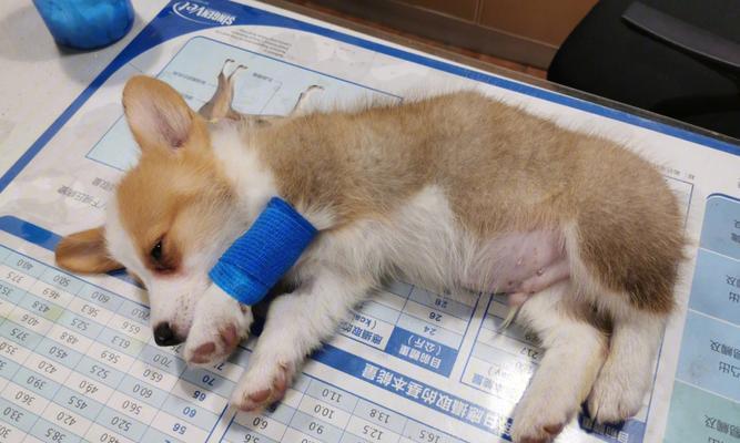 细犬补血饮食指南：科学搭配促进康复