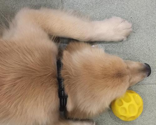 金毛上火常见原因及调理方法