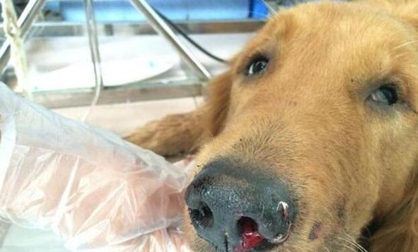 金毛上火常见原因及调理方法