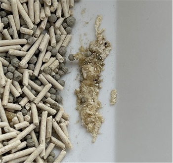 喵铮铮混合豆腐砂测评 喵铮铮混合豆腐砂测评