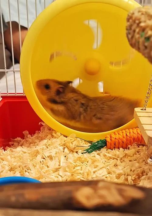 仓鼠洗澡的正确时机与注意事项 仓鼠洗澡的正确时机与注意事项