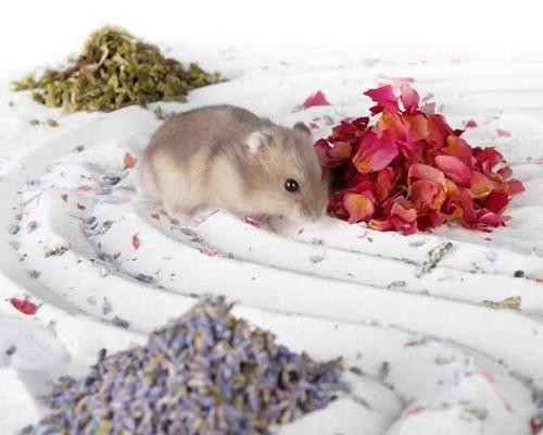 仓鼠洗澡的正确时机与注意事项