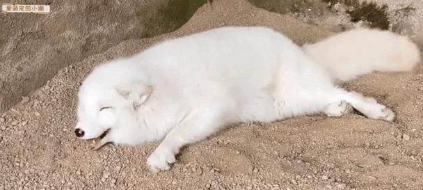 家养狐狸选对品种是关键，这些适合家庭饲养