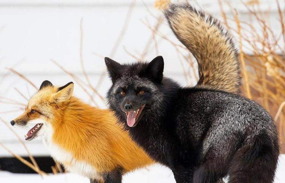 家养狐狸选对品种是关键，这些适合家庭饲养