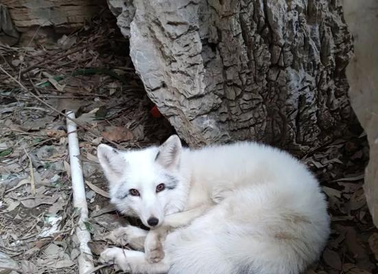 家养狐狸选对品种是关键，这些适合家庭饲养