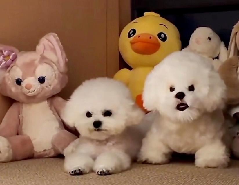 狗狗半夜跑出去的常见原因及应对方法