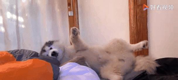 狗狗半夜跑出去的常见原因及应对方法