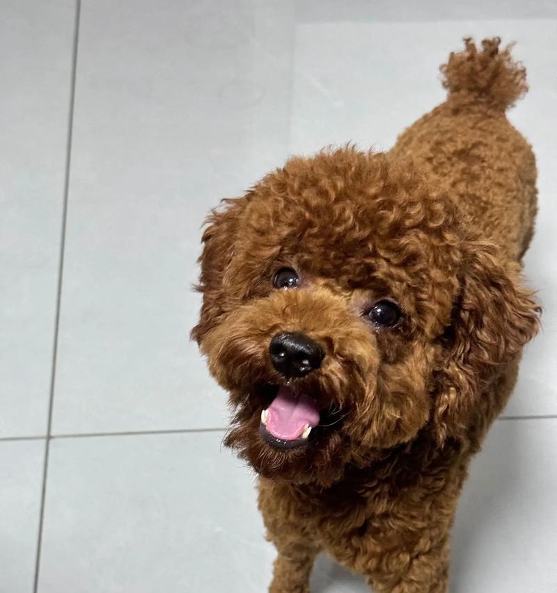 狗狗嘴巴发红的原因及护理方法