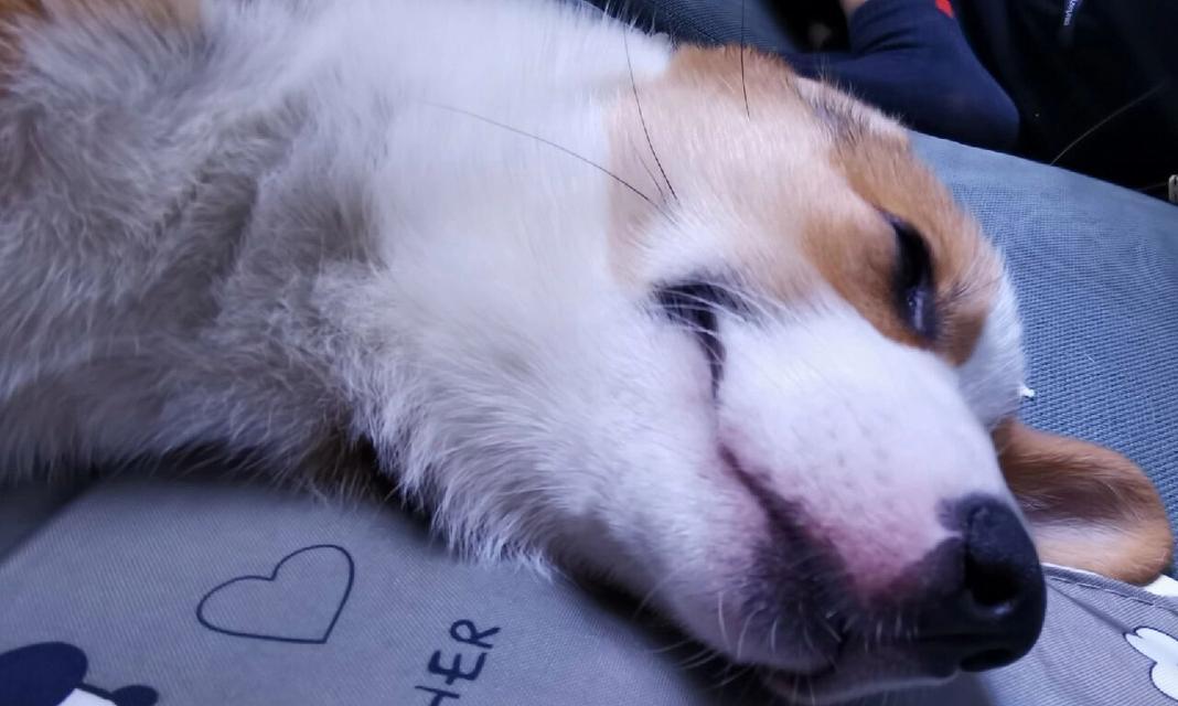 狗狗嘴巴发红的原因及护理方法