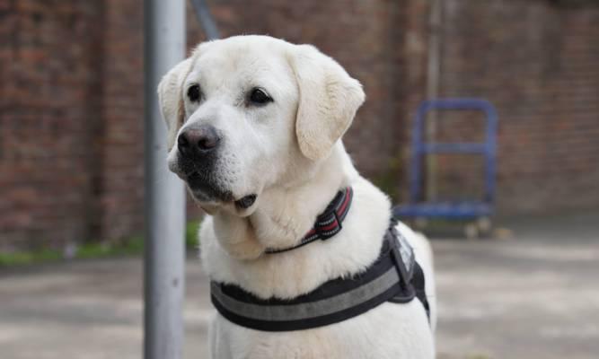 警犬如何选?核心品种与效能提升指南 警犬如何选?核心品种与效能提升指南