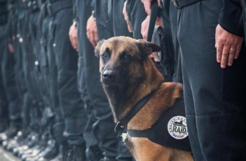 警犬如何选?核心品种与效能提升指南 警犬如何选?核心品种与效能提升指南