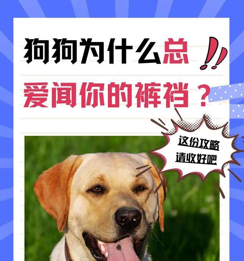 狗狗为什么会咬自己？原因与解决方法解析