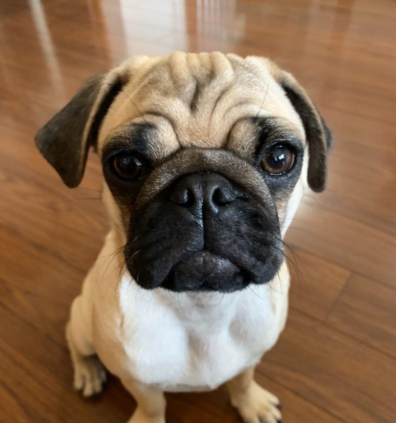 狗眼中的真诚与温暖，触动人心的无声语言