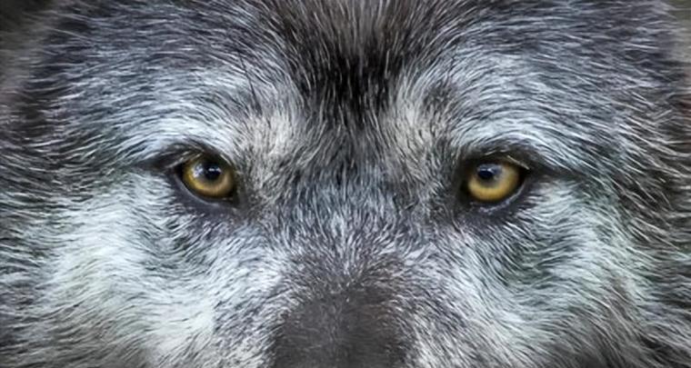 狗眼中的真诚与温暖，触动人心的无声语言