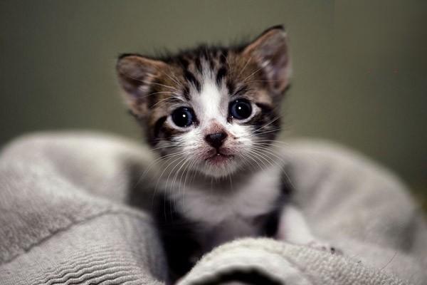 猫角膜炎 猫角膜炎