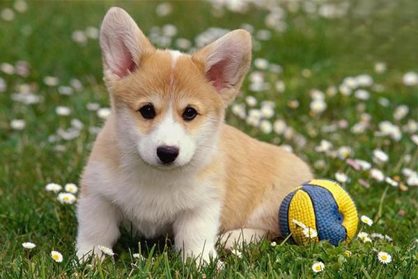 犬猫角膜炎 犬猫角膜炎