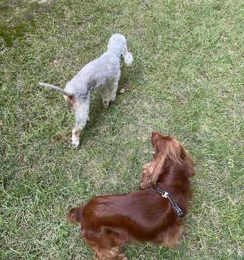萨摩犬的换毛季节及护理技巧(探秘萨摩犬的换毛周期,为你的宠物提供最佳的护理建议) 萨摩犬的换毛季节及护理技巧(探秘萨摩犬的换毛周期,为你的宠物提供最佳的护理建议)