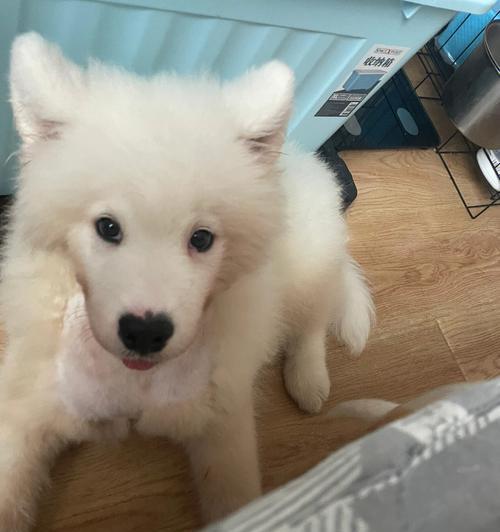 萨摩犬换毛期护理全攻略，减少掉毛与皮肤问题