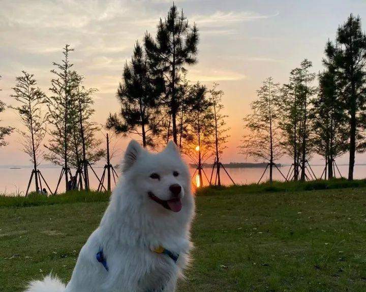 萨摩犬的换毛季节及护理技巧(探秘萨摩犬的换毛周期,为你的宠物提供最佳的护理建议) 萨摩犬的换毛季节及护理技巧(探秘萨摩犬的换毛周期,为你的宠物提供最佳的护理建议)