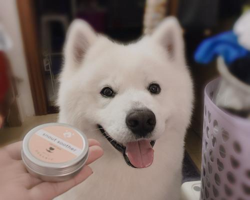 狗狗鼻子干裂的原因及治疗方法(了解狗狗鼻子干裂的主要原因及如何使用天然药物治疗) 狗狗鼻子干裂的原因及治疗方法(了解狗狗鼻子干裂的主要原因及如何使用天然药物治疗)