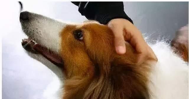 狗压着头的症状及其可能的原因（了解狗压着头的常见症状和可能的健康问题）