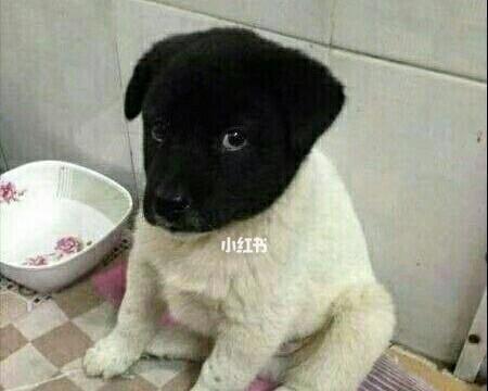 狗狗压着头的原因及健康警示