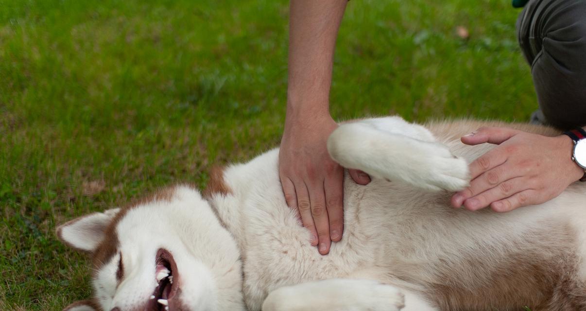 狗压着头的症状及其可能的原因（了解狗压着头的常见症状和可能的健康问题）