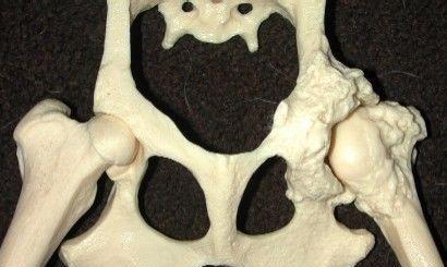 狗狗腿髋坏死（了解腿髋坏死的原因与治疗方法，为宠物狗的健康尽一份责任）