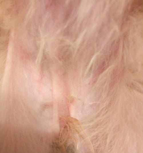 狗狗腿髋坏死（了解腿髋坏死的原因与治疗方法，为宠物狗的健康尽一份责任）