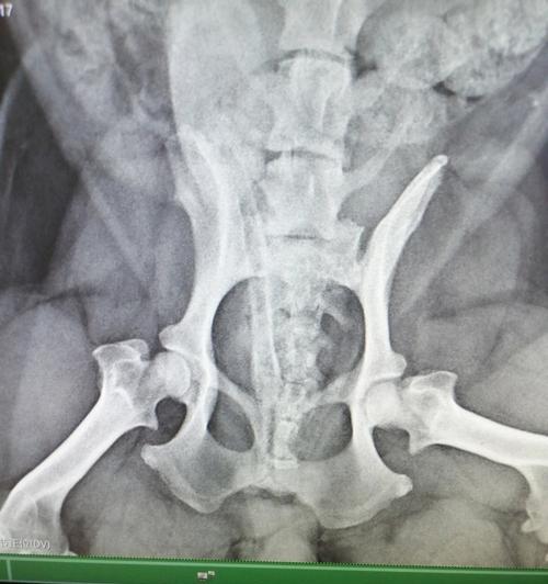 狗狗腿髋坏死：原因、预防与治疗全解析