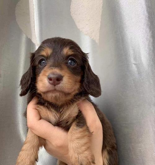 解读腊肠犬（了解腊肠犬的起源、特点与饲养注意事项）