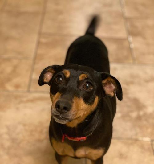 腊肠犬的特点与饲养指南，适合家庭的可爱犬种