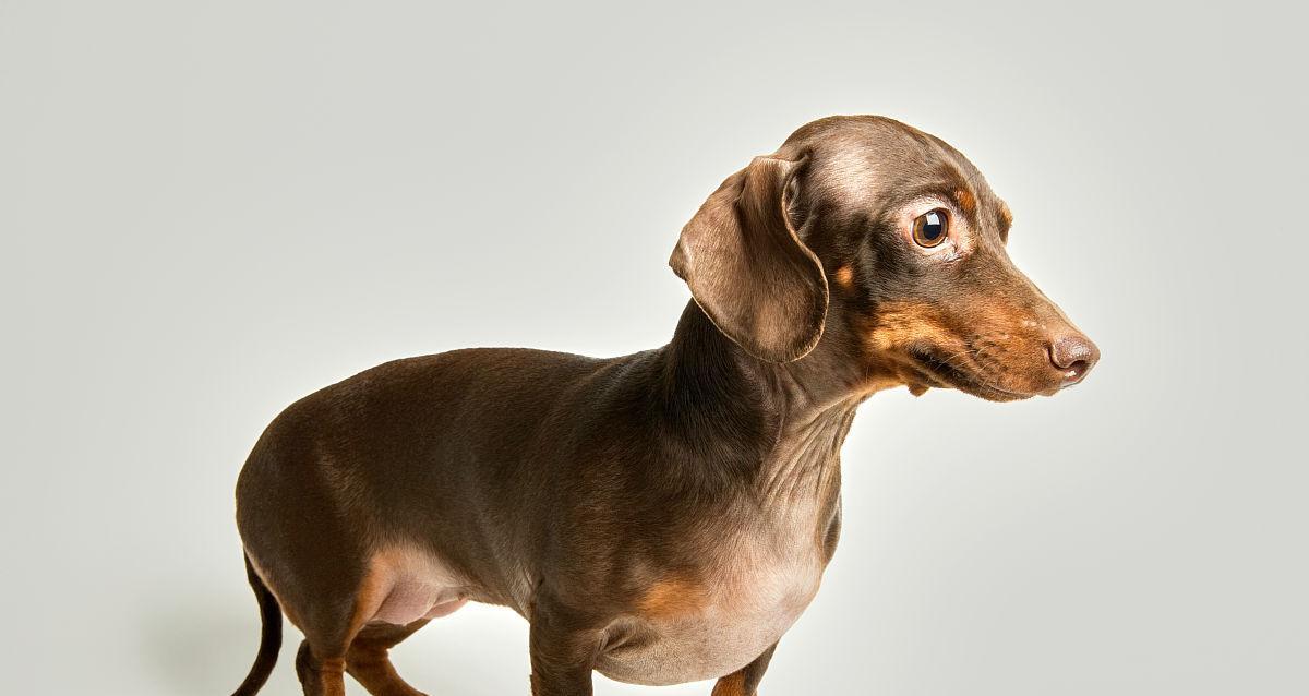 解读腊肠犬（了解腊肠犬的起源、特点与饲养注意事项）