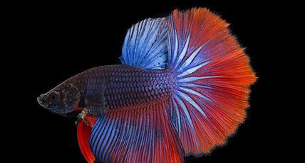 热带鱼世界(热带鱼战斗王者的争锋时刻) 热带鱼世界(热带鱼战斗王者的争锋时刻)