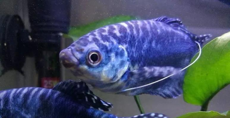 热带鱼战斗王者的争锋时刻