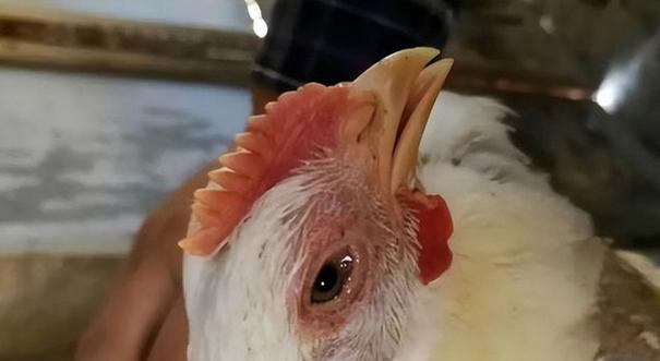 斗牛犬咳嗽的治疗方法(药物治疗对斗牛犬咳嗽的效果及注意事项) 斗牛犬咳嗽的治疗方法(药物治疗对斗牛犬咳嗽的效果及注意事项)