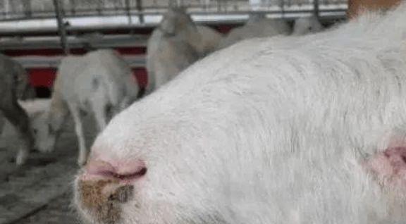 斗牛犬咳嗽的治疗方法(药物治疗对斗牛犬咳嗽的效果及注意事项) 斗牛犬咳嗽的治疗方法(药物治疗对斗牛犬咳嗽的效果及注意事项)