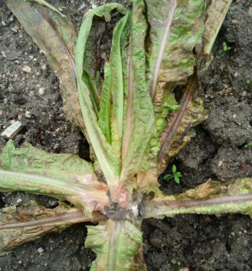 斗牛犬咳嗽的治疗方法(药物治疗对斗牛犬咳嗽的效果及注意事项) 斗牛犬咳嗽的治疗方法(药物治疗对斗牛犬咳嗽的效果及注意事项)