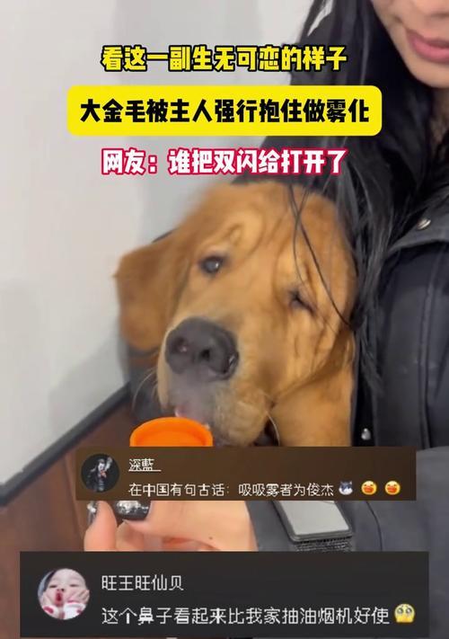狗狗雾化治疗（了解狗狗雾化治疗的好处和注意事项）