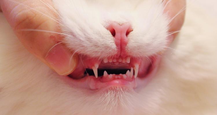 小猫的门牙何时换?(宠物猫门牙更替的关键时期与注意事项) 小猫的门牙何时换?(宠物猫门牙更替的关键时期与注意事项)