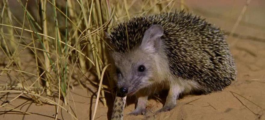刺猬的禁食之物（了解刺猬的饮食需求，避免误食伤害）