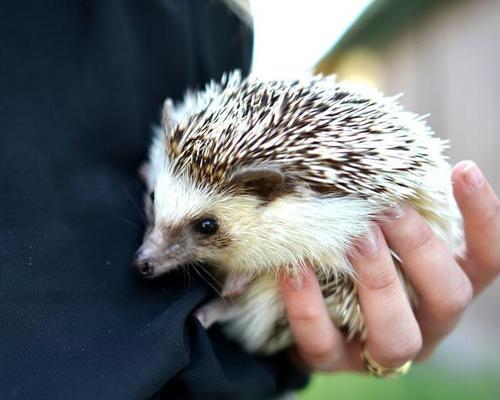 刺猬饮食禁忌全解析：哪些食物要避免喂食