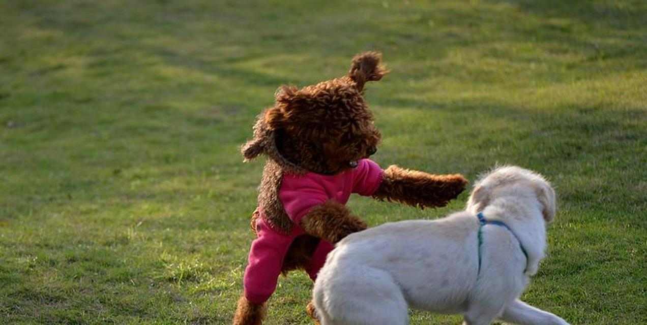 狗狗生的全是男宝宝——遗传学还是巧合？（探究为什么有些狗狗只生男宝宝及其可能原因）