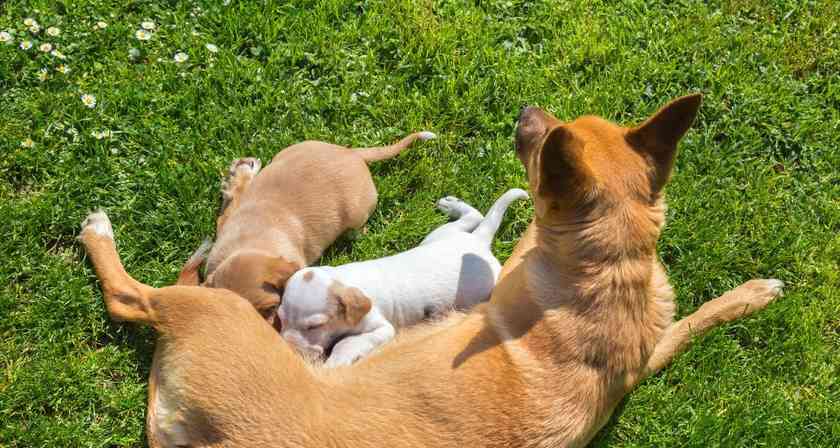 狗狗生的全是男宝宝——遗传学还是巧合？（探究为什么有些狗狗只生男宝宝及其可能原因）