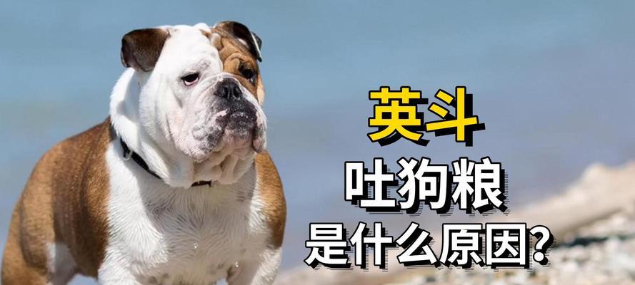 为什么狗狗需要吃狗粮？全面解析狗粮的重要性