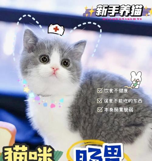 猫咪软便吃什么药？（解决猫咪软便问题的有效药物及注意事项）