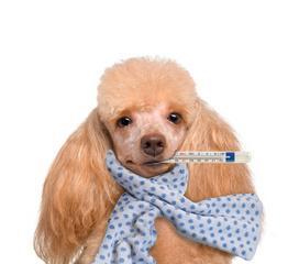 狗罐装病毒（了解病毒传播途径和常见症状，提高防控意识）