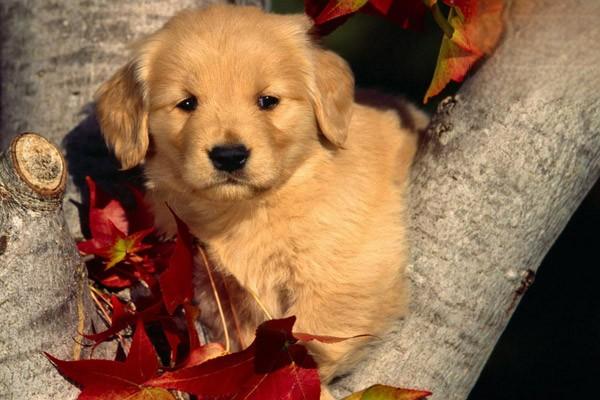 犬猫皮炎治疗方案 犬猫皮炎治疗方案