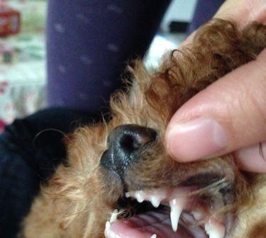 泰迪狗换牙全过程及护理要点