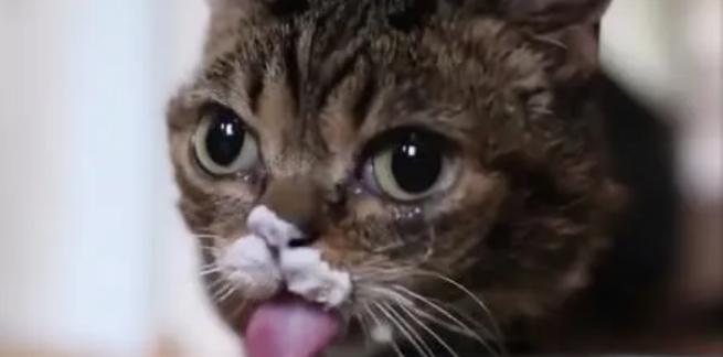 猫为何喜欢酸奶？健康影响与喂养建议